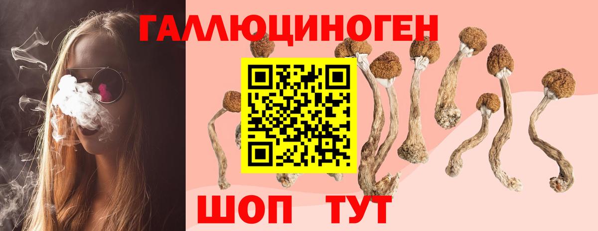 Псилоцибиновые грибы Psilocybe Асино